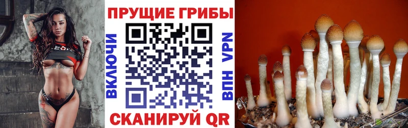 купить наркотик  Елабуга  Галлюциногенные грибы MAGIC MUSHROOMS 